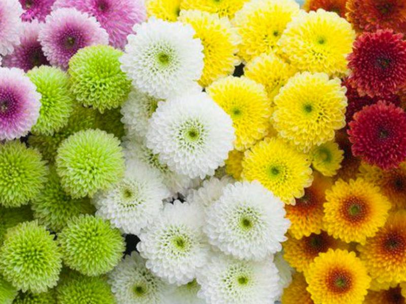 Hoa cúc vàng/hoa cúc trắng